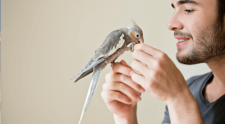 Birds (Avian Medicine)