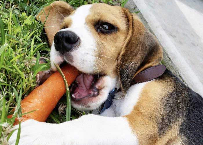 dog eating carrots
