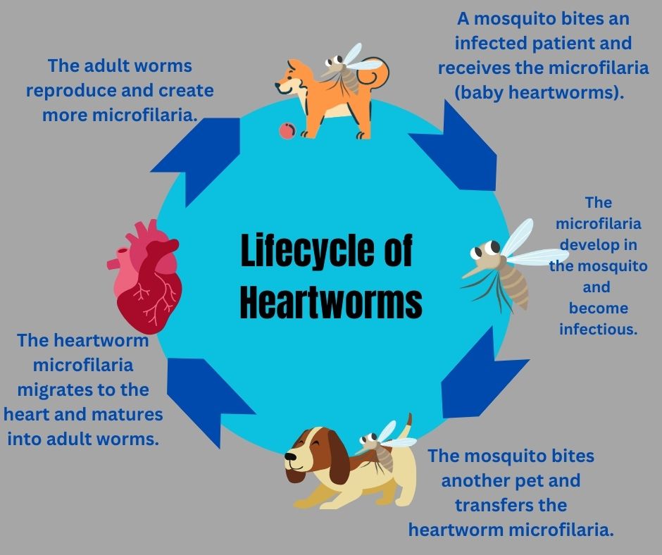 Heartworm Life Cycle