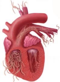 heartworm heart