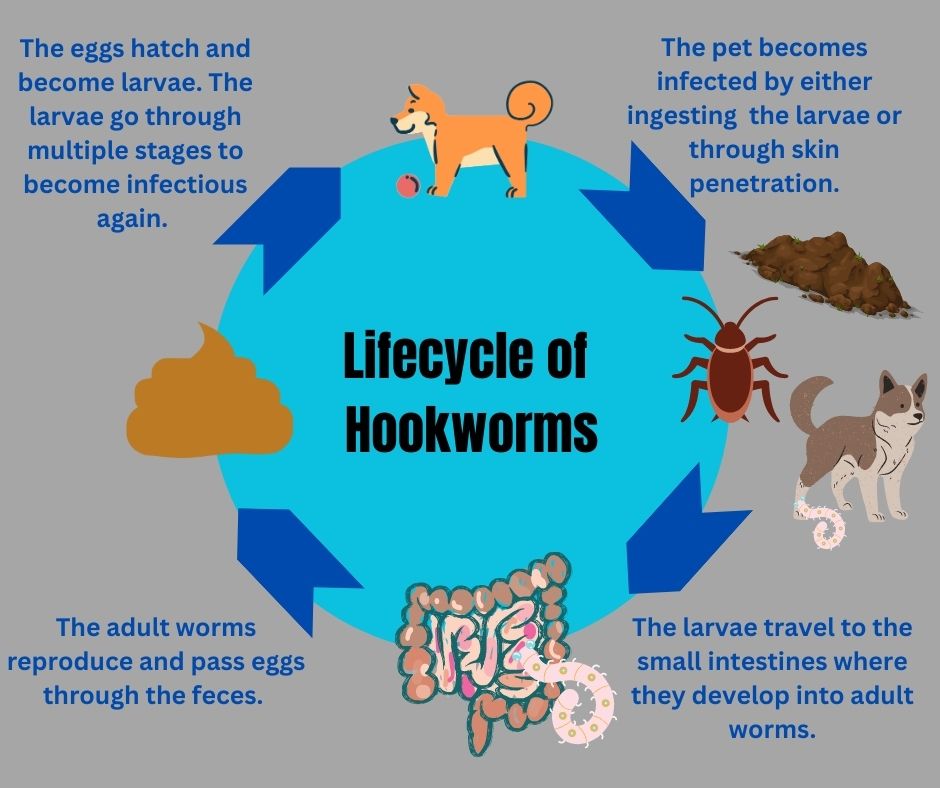hookworm eggs in dogs