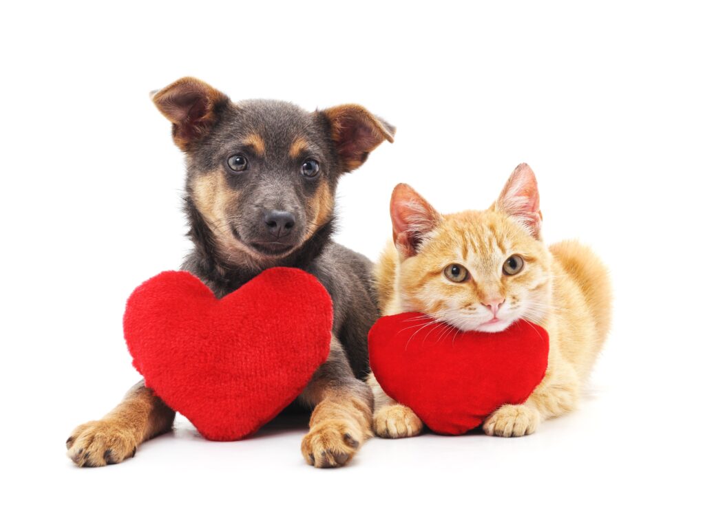 dog and cat heart