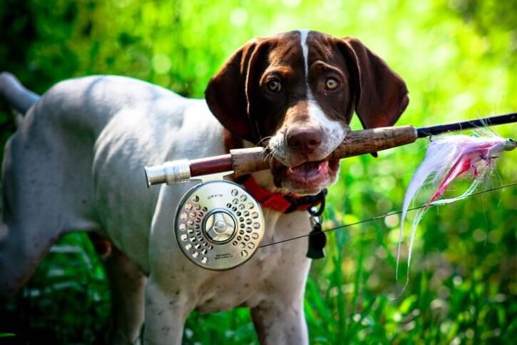 dog with fishing hook