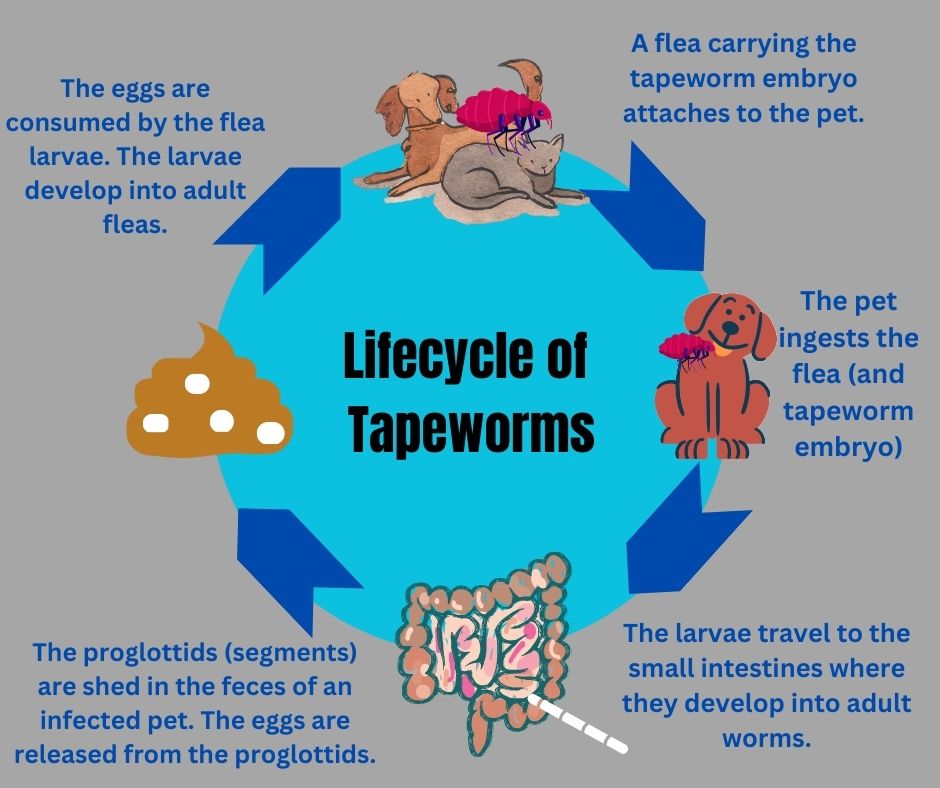 Cut Through The Red Tape worms Ottawa Animal Hospital East In 