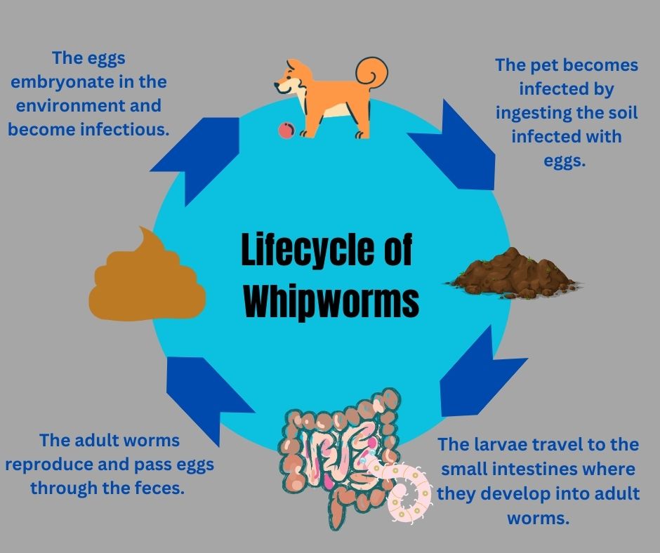 whipworm life cycle