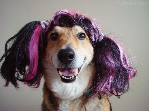 dog-in-wig