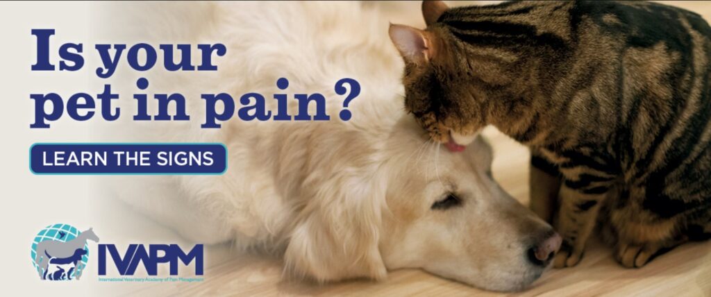 is your pet in pain